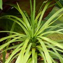 Cordyline australis
